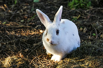 rabbit, long Eared, rabbit Ears, bunny, meadow, easter Bunny, fur, mammal, animal, animal Portrait, nature
