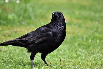 pták, Příroda, vrána, kavka, vrána vrána, ornitologie, druh, fauna, zvíře, volně žijících živočichů