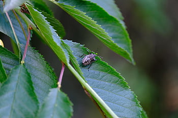 bug, tree Bug, marbled Tree Bug, halyomorpha Halys, stink Beetle, bmsb, tree Bugs-type, asian Stink Bug, asian Tree Bug