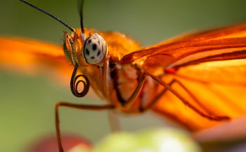 orange, butterfly, pollinator, lepidoptera, entomology, insect, antenna, dryas