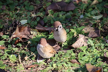 ptáků, Vrabec, ornitologie, Příroda, druh, fauna, ptačí, zvíře, volně žijících živočichů, peří, zobák