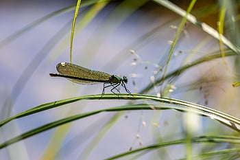 vážka, hmyz, detailní, tráva, calopteryx virgo, makro, volně žijících živočichů, venkovní, Příroda, prozkoumat, malý