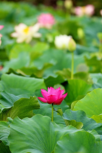 loto, stagno di loto, stagno, sfondo di fiori, ninfee, Ninfea, fiore, natura, pianta, bellissimi fiori, piante da laghetto