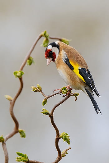 szczygieł, ptak, zwierzę, ptaków, tło, piękna tapeta, europejski szczygieł, zięba, dzikiej przyrody, wiosna, Natura