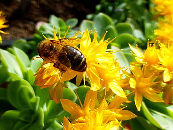 insecto, abeja, miel, polen, fondo de flores, hermosas flores, naturaleza, papel tapiz de flores, flor, polinización, néctar