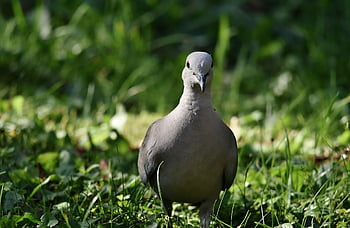 krůtí holub, Collared Pigeon, pták, zvíře, holubice, Příroda, fauna