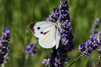 bílý, motýl, levandule, pieris, pieris rapae, opylit, opylování, krásné květiny, hmyz, okřídlený hmyz, motýlí křídla