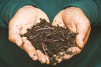 lombrichi, mani, terreno fertile, compostaggio naturale, avvicinamento, Tenendo lombrichi, processo di compostaggio, Salute del suolo, Giardinaggio sostenibile, coltivazione biologica, conservazione dell'ambiente