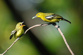 ptaki, raczkujący, karmienie, matka i dziecko, młode zwierzę, aves, ptaków, ornitologia, obserwowanie ptaków, Zwierząt, świat zwierząt