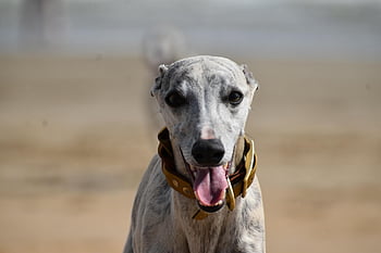 whippet, pet, nature, dog, animal, canine, mammal, tongue, greyhound, joy, beach