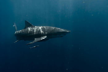 ホオジロザメ、 水泳、 海洋、 ディープブルーオーシャン、 海上生活、 水中、 海の捕食者、 水生、 野生動物、 自然、 サメ写真