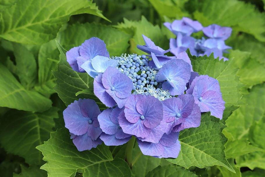 natural, plant, nature, flower Wallpaper, flowers, hydrangea, blue Purple, flower Background, beautiful Flowers, rainy Season