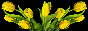 tulipán, velikonoční, Příroda, květ, rostlina, federace, jaro, květinové tapety, květinové pozadí, letní, krásné květiny