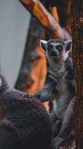 lemure, scimmia, primate, lemure dalla coda ad anelli, animale, natura, mammifero, carina, Madagascar