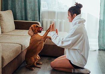 female owner, playing with dog, cozy living room, indoor playtime, young woman, pet interaction, home setting, dog training, playful moment, domestic scene, pet owner