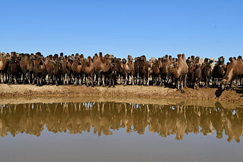 cammello, acqua, pozioni, natura, deserto, mandria, animale, Mongolia, Gobi