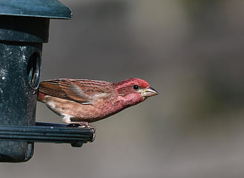 house Finch, birdphotography, birds, nature, wildlife, wildlifephotography, birdwatching, photography, birding, birdlovers, naturelovers