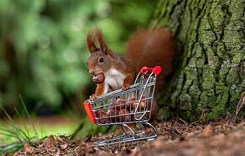squirrel, shopping, hazelnut, go Shopping, christmas, shop, do Shopping, shopping Trolley, red Squirrel, shopping Cart, funny Animal