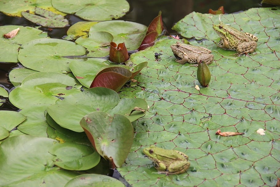 zen, frog, frogs, fortune, water Lily, pond, feng Shui
