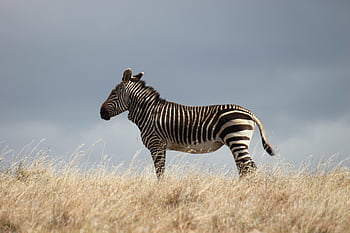 zvíře, zebra, savec, horské zebra, koně, druh, fauna, Afrika, volně žijících živočichů, Příroda, safari