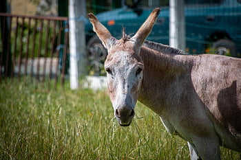 animal, donkey, mammal, equine, species, fauna, friend, farm Animal, donkey Portrait, donkey Wallpaper, beast Of Burden