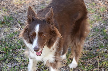 Hund, Border Collie, Eckzahn, Haustier, Tier, Haushund, Säugetier, Natur