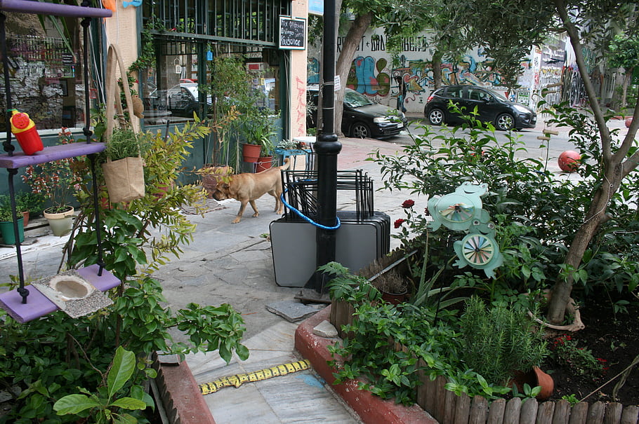 Metaxourgeio, Athens, Greece, street, plants, dog, art, urban, garden, graffiti, cars