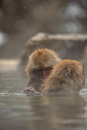 animal, asia, bathing, cute, ecotourism, hell Valley, hot Spring, japan, japanese Macaque, japanese Monkey, monkey