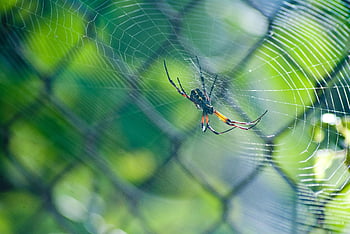 Argiope spider, macro photography, colorful spider, detailed web, lush green foliage, nature's intricate beauty, close-up spider, spider web, nature photography, wildlife photography, spider in web