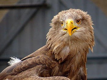 orel, raptor, pták, dravé ptáky, erb ptáka, orel bělohlavý, portrét, heraldické zvíře, Německý znak Zvíře, Evropský orel bílý ocas