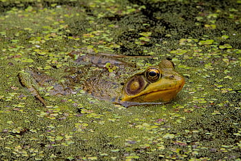 frog, animal, pond, water, nature, amphibian, swim, vertebrate, animal Photography, wildlife