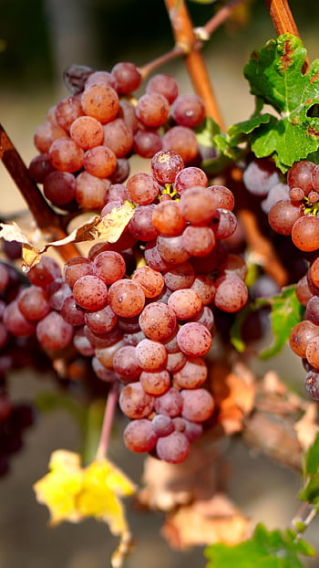 hrozny, ovoce, vinice, vinná réva, révy, jídlo, zdravý, vitamíny, výživa, vinařství, zemědělství