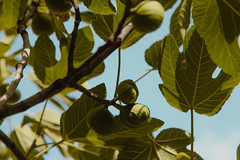 fig fruit, close-up photo, fig tree branch, fresh green leaves, unripe figs, clear sky, detailed view, figs, tree branch, green leaves, unripe fruits