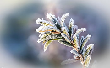 ratolest, iglak, jehly, mráz, tvrdé rime, Příroda, strom, podzim, makro, pozadí, bokeh