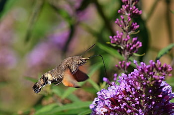 moth, hummingbird Hawk Moth, buddleia, blossoms, food