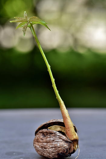 valnød, mor, sætteplante, nøddeskal, stilk, blade, plante, vækst, natur, tæt på