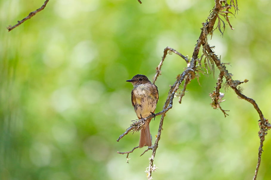 tyrant Flycatchers, bird, animal, wildlife, plumage, branch, perched, ornithology, birdwatching, avian, nature