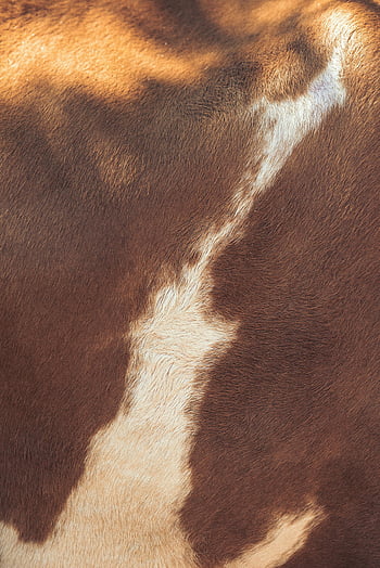 hnědá a bílá srst, detailní fotografie, Textura kožešin zvířat, Podrobná textura, texturní pozadí, hnědá kožešina, bílé kožešiny, kožešinový vzor, Zvířecí kabát, Textura s vysokým rozlišením, kožešinový detail