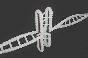 human, dna, genetic, cytosine, c-rich Regions, i-motif, i-tetraplex, i-dna, dns, i-motif Dna, quadruplex