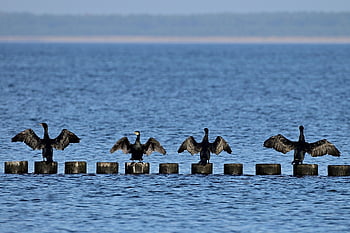 Kormoran, Wasservögel, Buhne, Ostsee, trockene Flügel, Gefieder, Natur