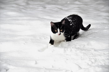 gatto, gattino, natura, felino, animale domestico, inverno, la neve, nella neve, bianco e nero, pelliccia, giocoso