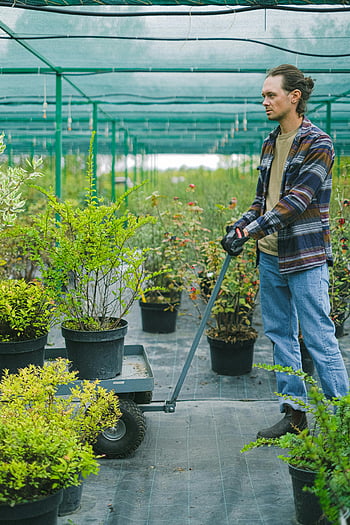 mannlig gartner, trillebår, potteplanter, drivhus, hagebruk, plantepleie, mann jobber, hagearbeid, innendørs planter, plantedyrking, drivhusplanter