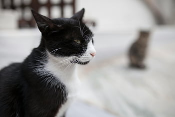 tuxedo cat, selective focus, black and white cat, domestic cat, close-up, soft focus background, cat portrait, animal photography, pet photography, feline, whiskers