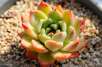 succulents, fleshy, succulent, succulent Plant, cactus, houseleek, sempervivum, garden, flower, plant, flower Garden