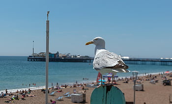 sirály, madár, móló, óceán, tollazat, strand, tenger, palota mólója, természet, nyári, madártávlat