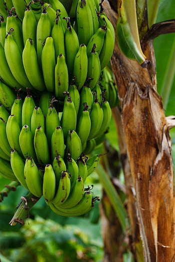 kypsä banaani, banaanipuu, elinvoimainen vihreä, lähikuva, rehevä lehdet, vihreät banaanit, banaanipukki, trooppinen hedelmä, banaanitehdas, hedelmiä, vihreä väri