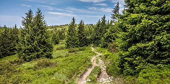 foresta, pista, alberi, vegetazione, lussureggiante, verdura, boschi, sentiero, sentiero nel bosco, percorso naturalistico, sentiero didattico