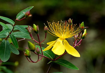 květ, flóra, žlutá, Příroda, perforovat john's-wort, botanika, krásné květiny, květinové tapety, květinové pozadí