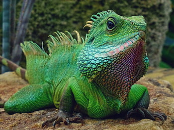 grüner Leguan, Reptil, lebendige Skalen, Nahaufnahme Bild, farbenfrohe Waage, draußen, auf Felsen sitzen, Auffälliges Bild, grünes Reptil, Naturfotografie, Tierfotografie