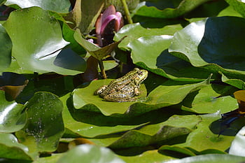 frog, animal, pond, water, nature, amphibian, swim, vertebrate, animal Photography
